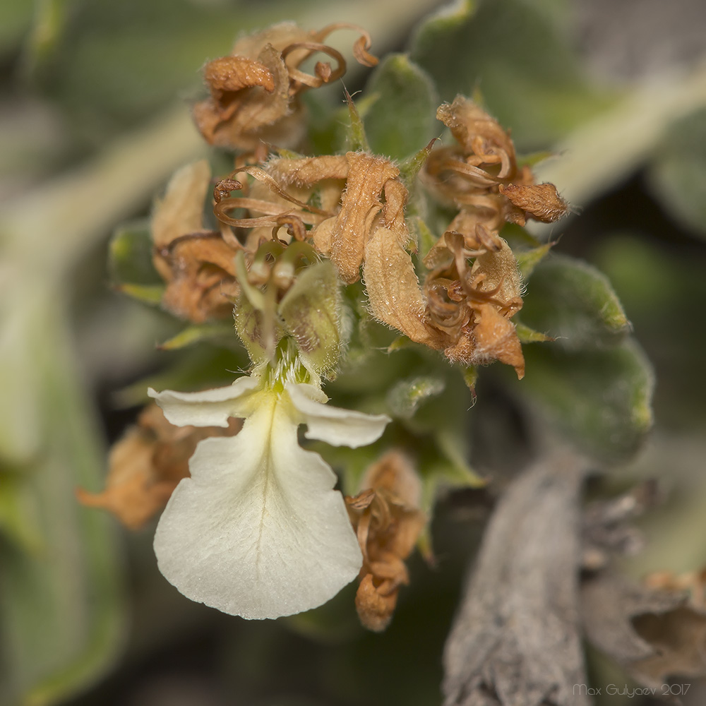 Изображение особи Teucrium jailae.