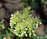 Sedum sediforme