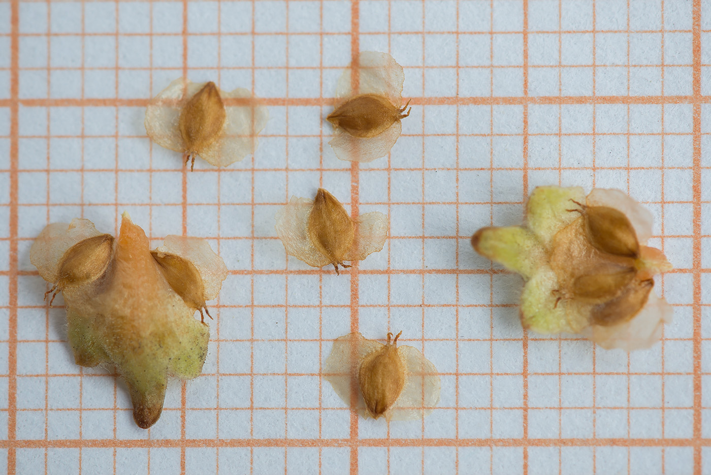 Image of Betula papyrifera specimen.