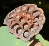 Nelumbo caspica