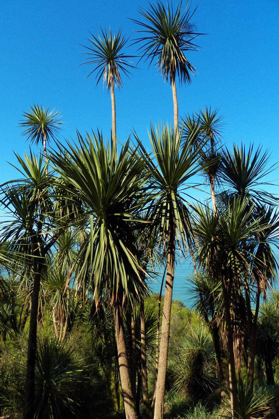 Image of Cordyline australis specimen.