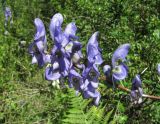 Aconitum nasutum. Соцветие. Кабардино-Балкария, Эльбрусский р-н, окр. пос. Эльбрус, ок. 1800 м н.у.м., склон горы. 27.07.2017.