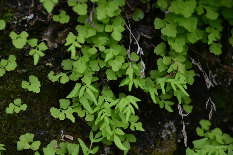 Image of Cryptogramma stelleri specimen.