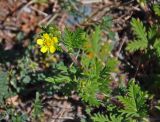 Potentilla conferta. Верхушка побега с цветком. Алтай, Чуйский тракт между селами Иня и Иодро, урочище Калбак-таш, остепненный сухой склон. 14.06.2017.