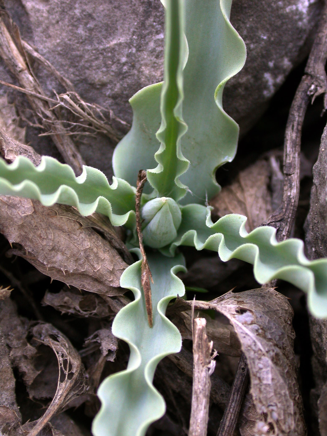 Image of Tulipa zonneveldii specimen.