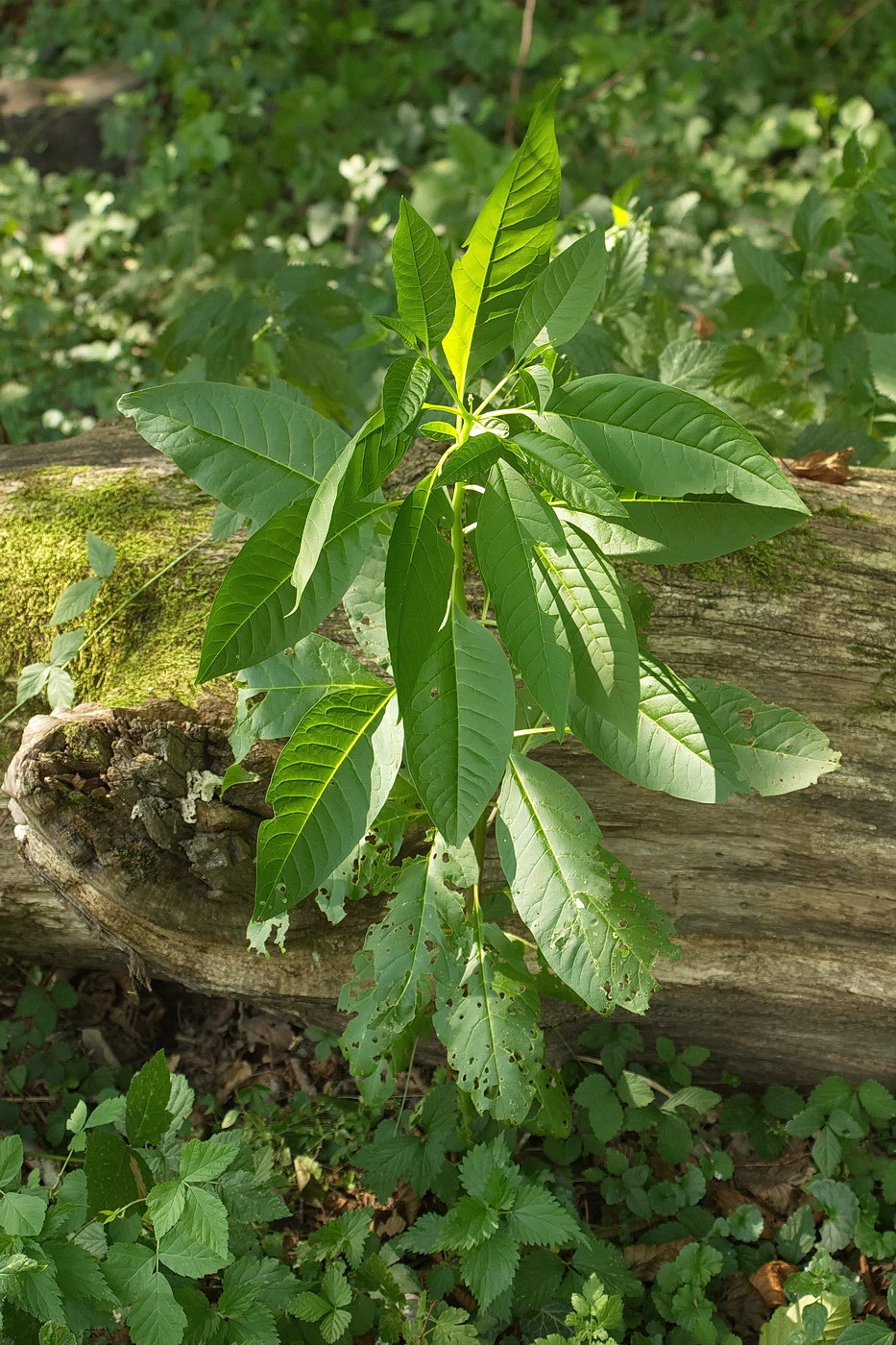 Изображение особи Atropa caucasica.