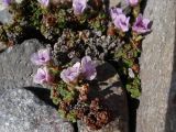 Saxifraga pulvinata. Цветущее растение. Чукотка, побережье бухты Провидения, на скалах. 09.06.2007.