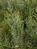 Artemisia absinthium