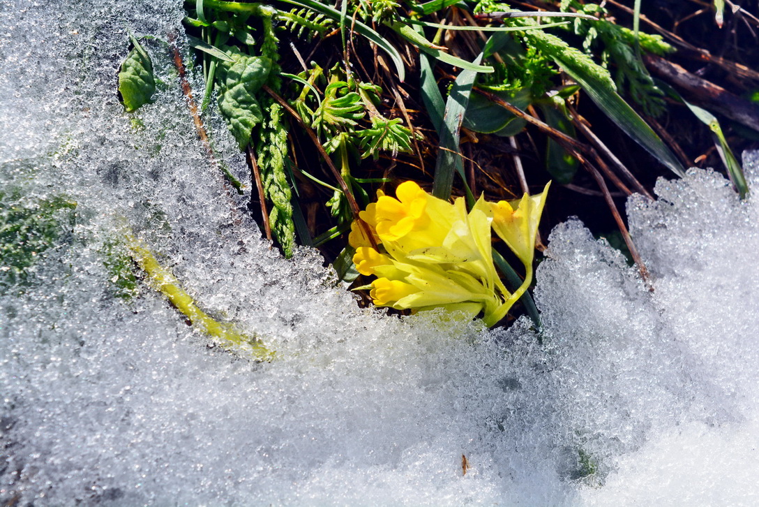 Image of Primula macrocalyx specimen.