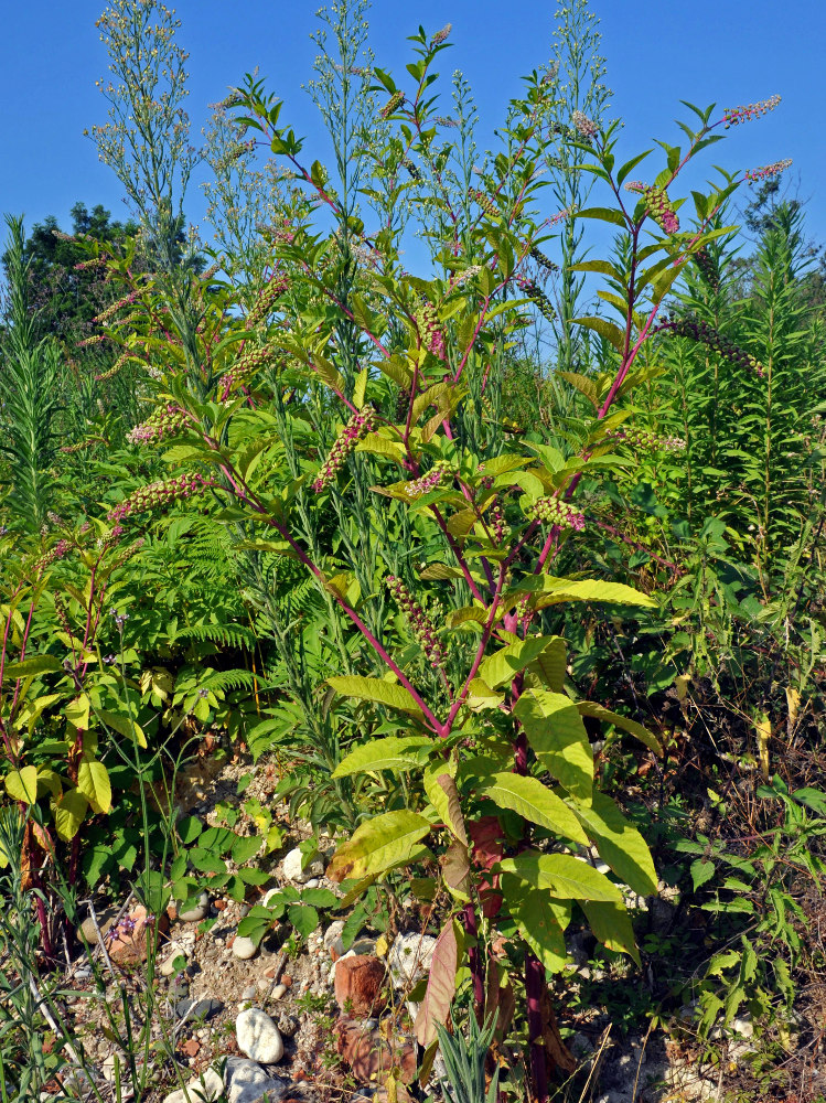 Изображение особи Phytolacca americana.