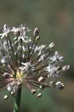 Allium subscabrum