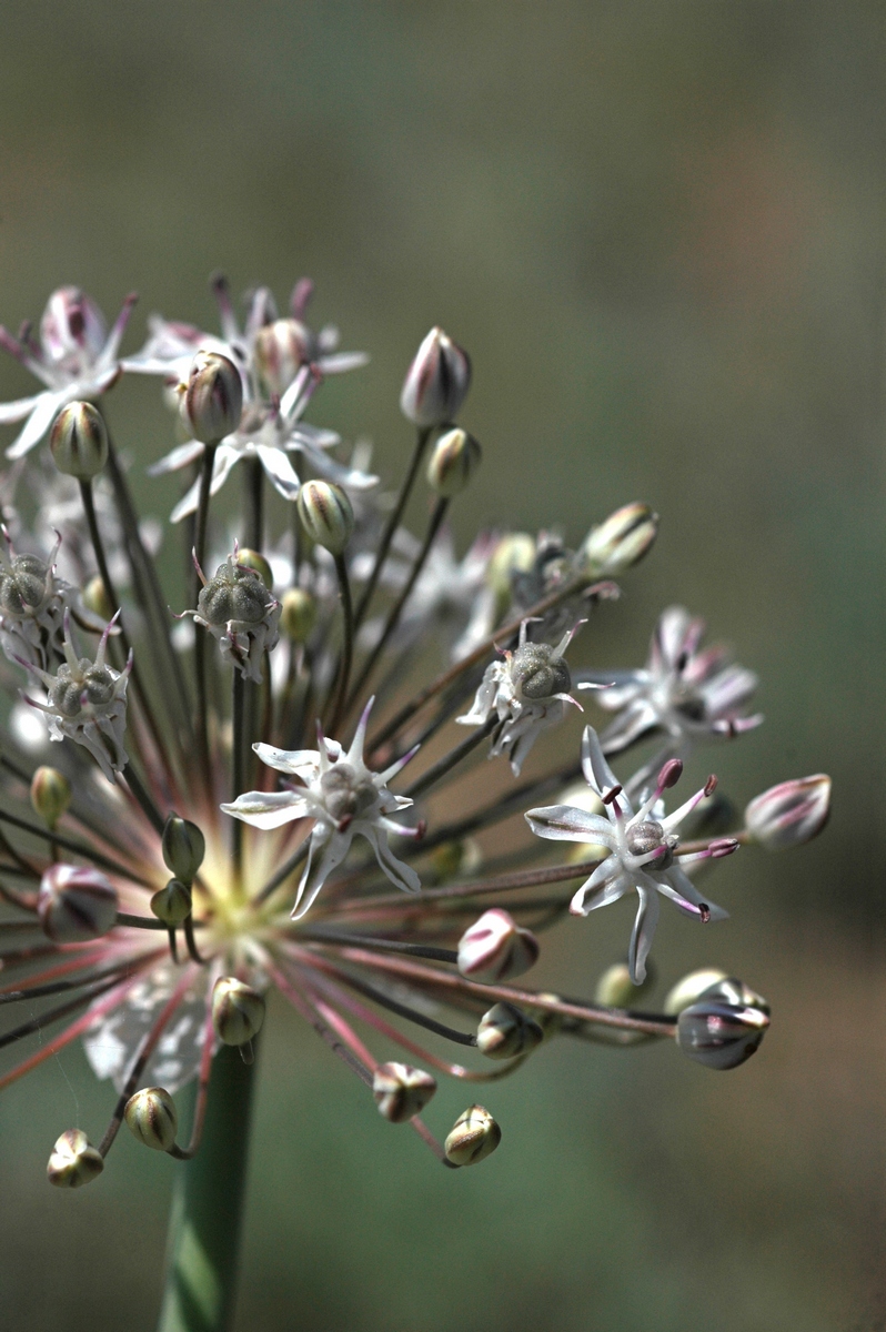 Изображение особи Allium subscabrum.