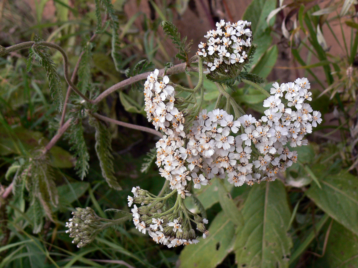 Изображение особи Achillea nigrescens.