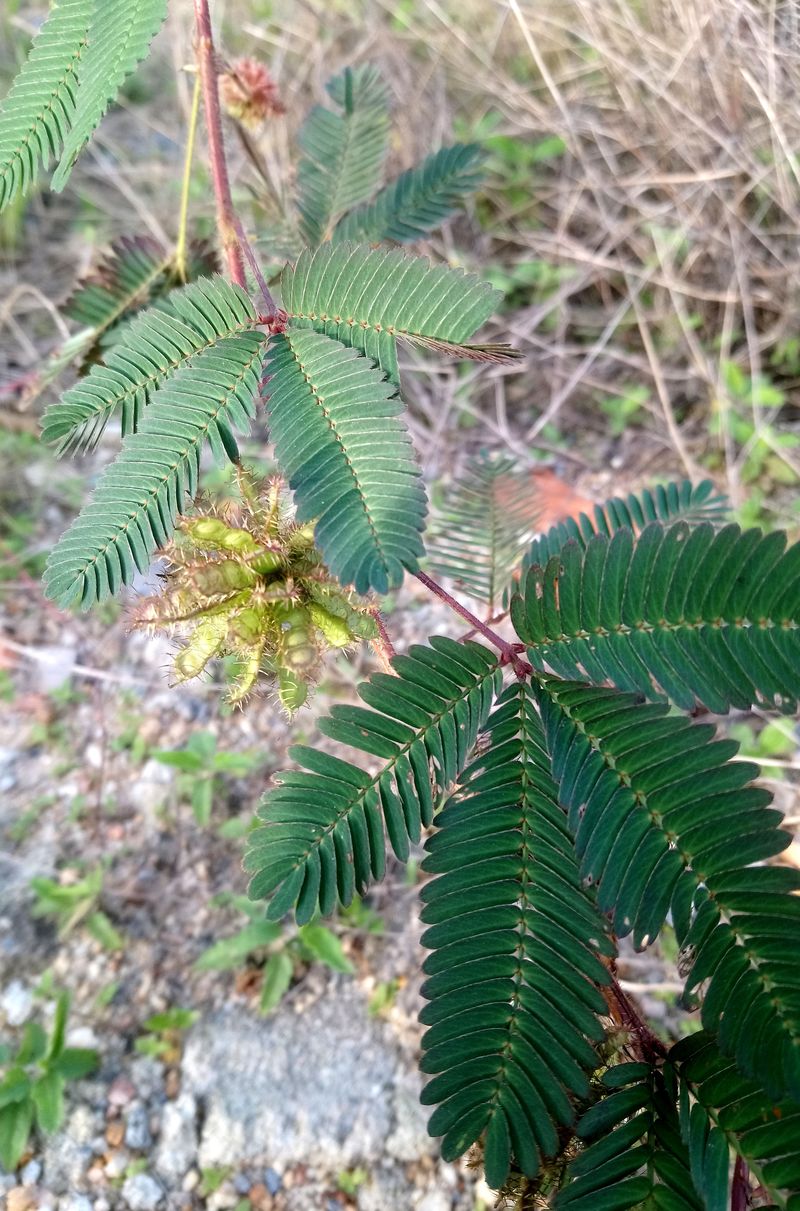 Image of Mimosa pudica specimen.