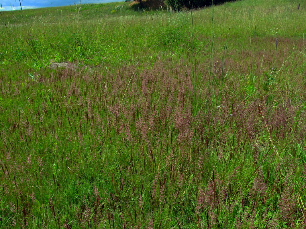 Изображение особи род Agrostis.