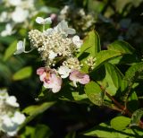 Hydrangea paniculata