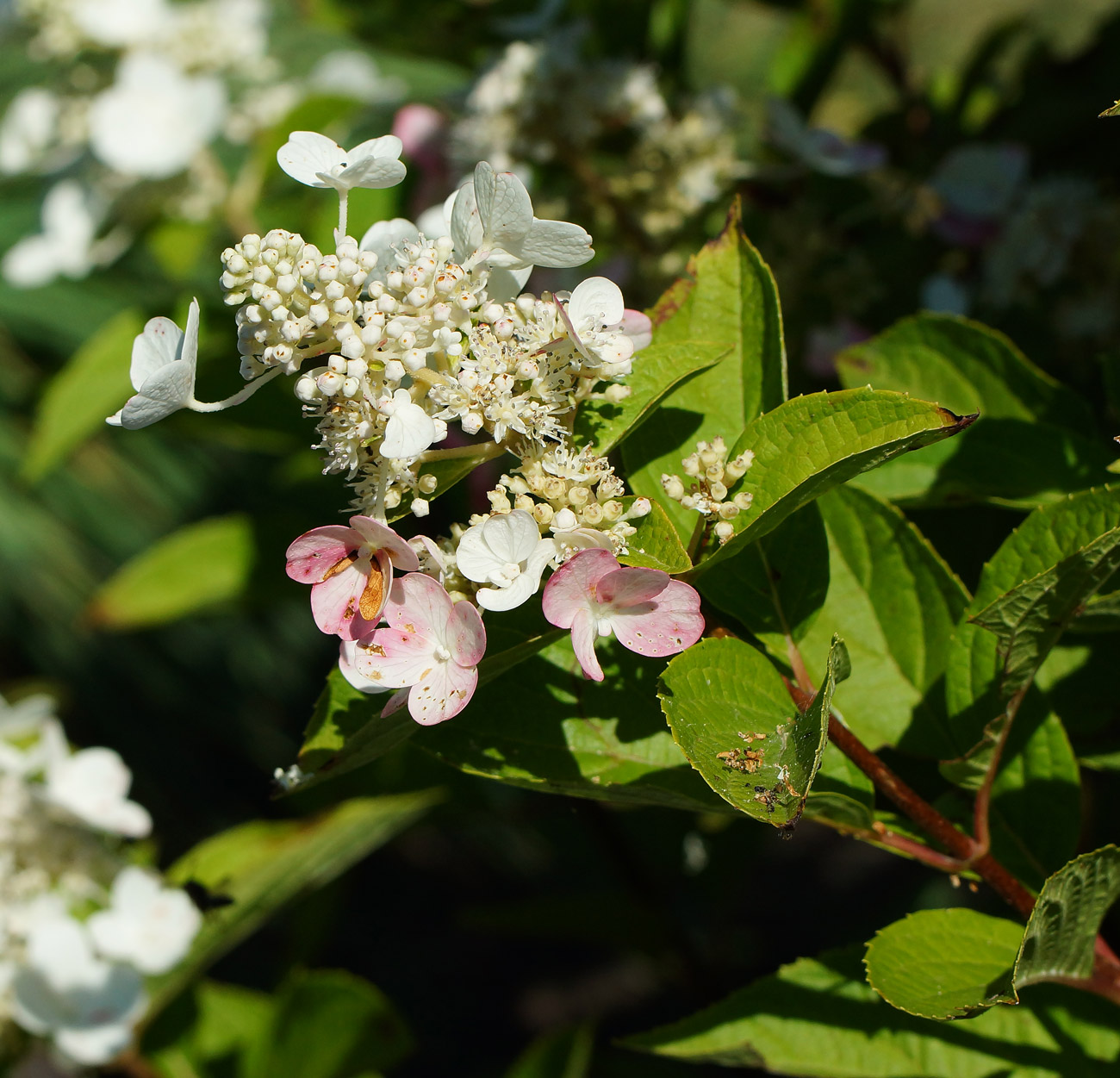 Image of Hydrangea paniculata specimen.