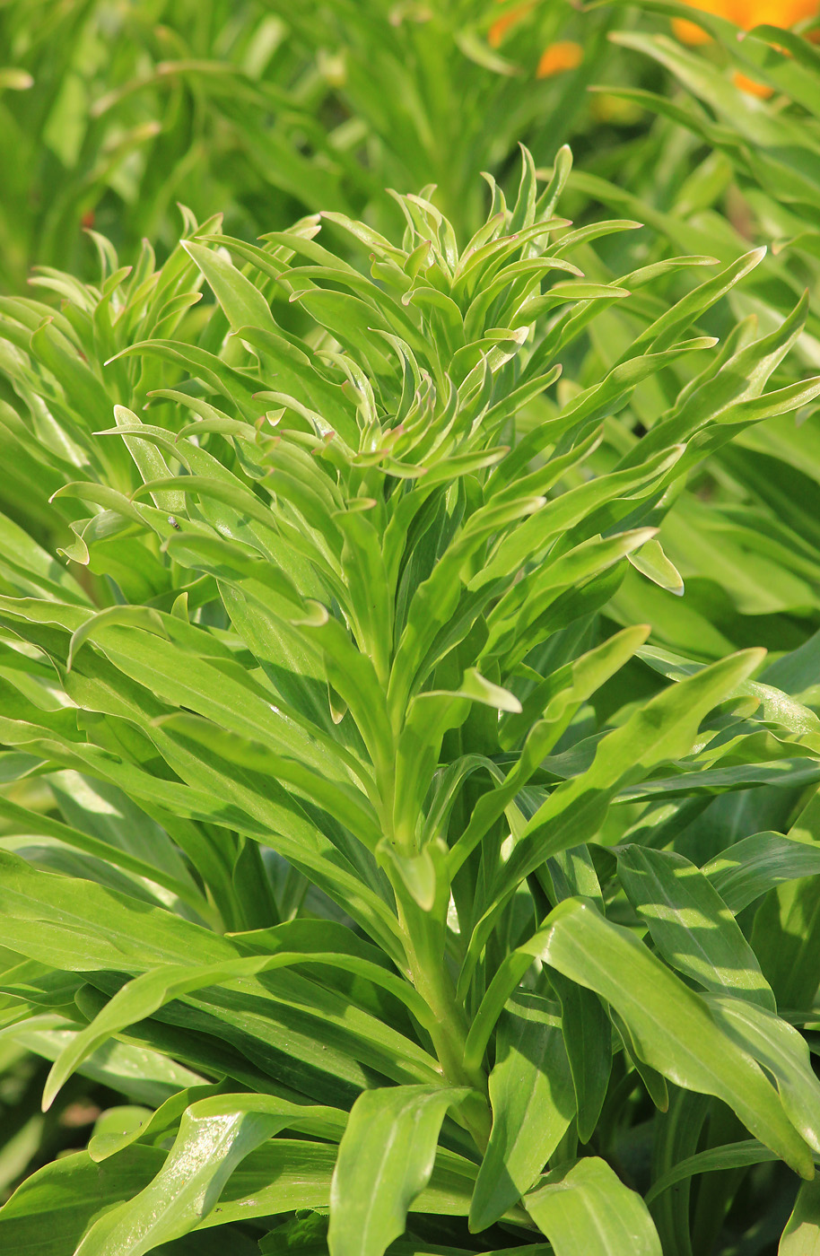 Image of Lilium candidum specimen.