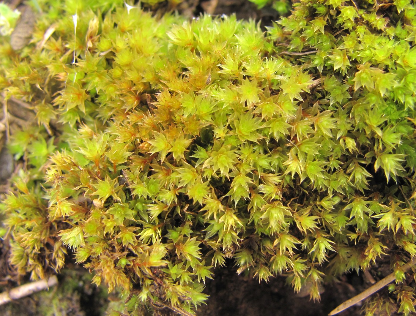 Image of genus Bryum specimen.