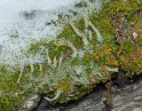 genus Cladonia