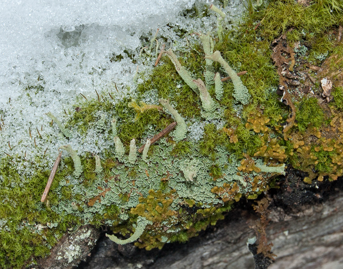 Изображение особи род Cladonia.