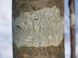Graphis scripta