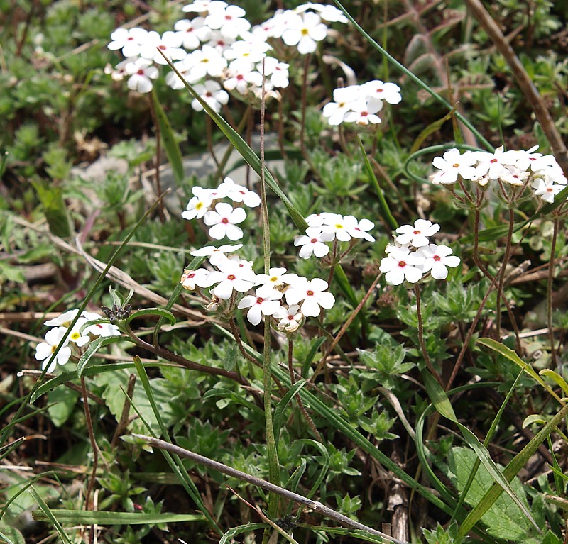 Image of Androsace lehmanniana specimen.