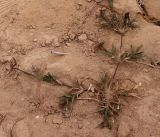 Dactyloctenium aegyptium. Плодоносящее растение. Египет, между г. Эль-Дабаа и г. Мерса-Матрух, сорняк на пашне. 04.10.2017.