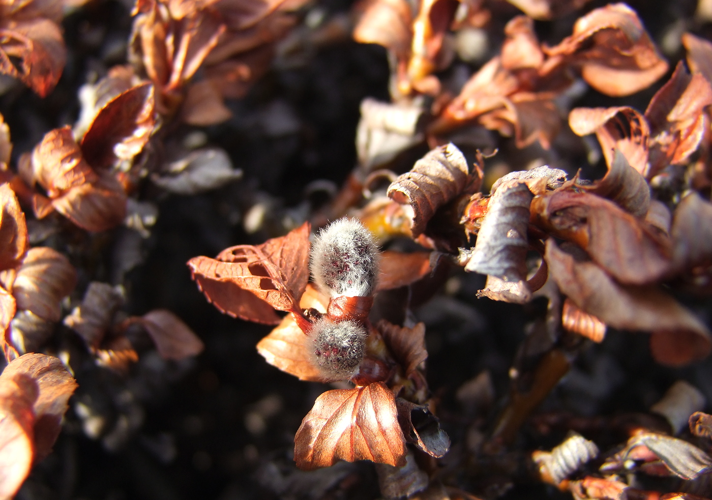 Image of Salix khokhriakovii specimen.