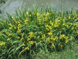 Iris pseudacorus. Цветущие растения. Крым, Севастополь, Инкерман, р. Чёрная. 20.05.2018.