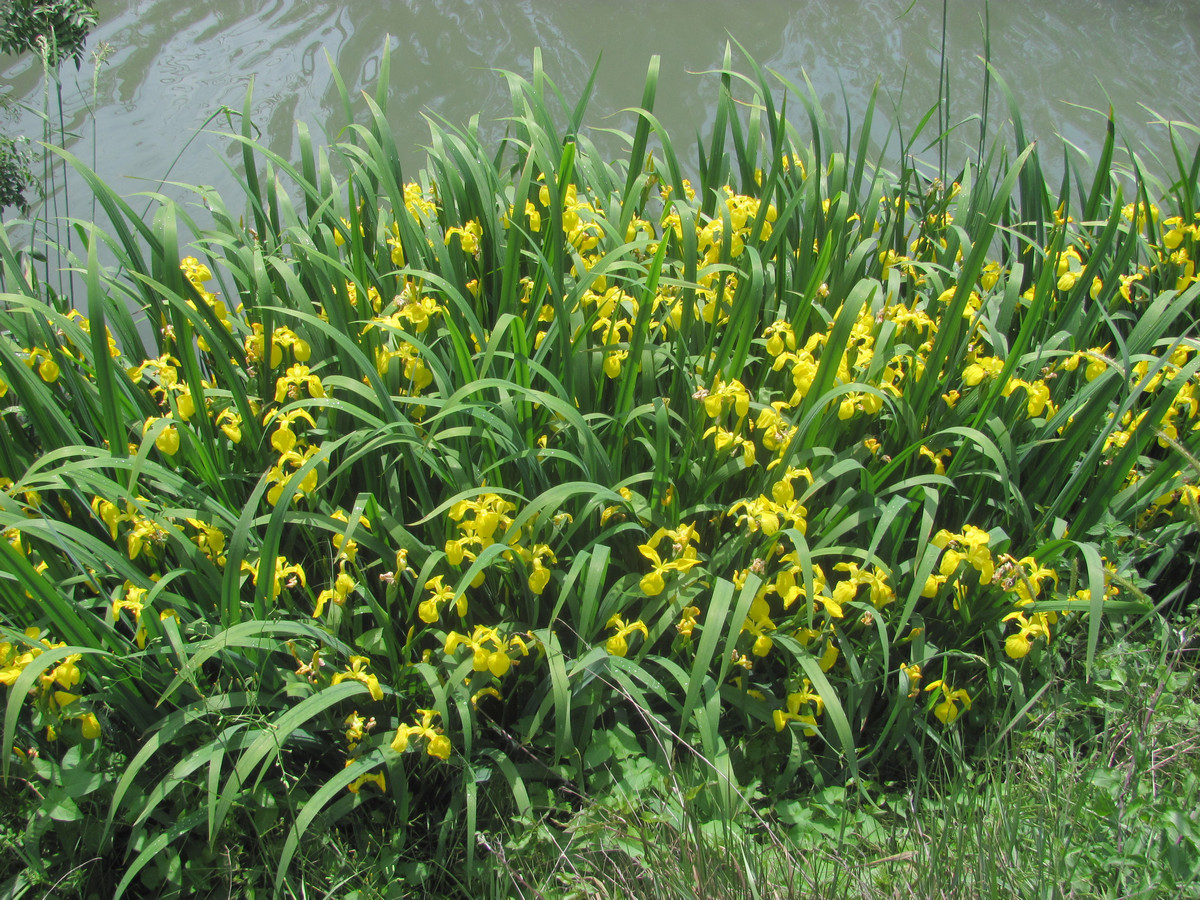 Изображение особи Iris pseudacorus.