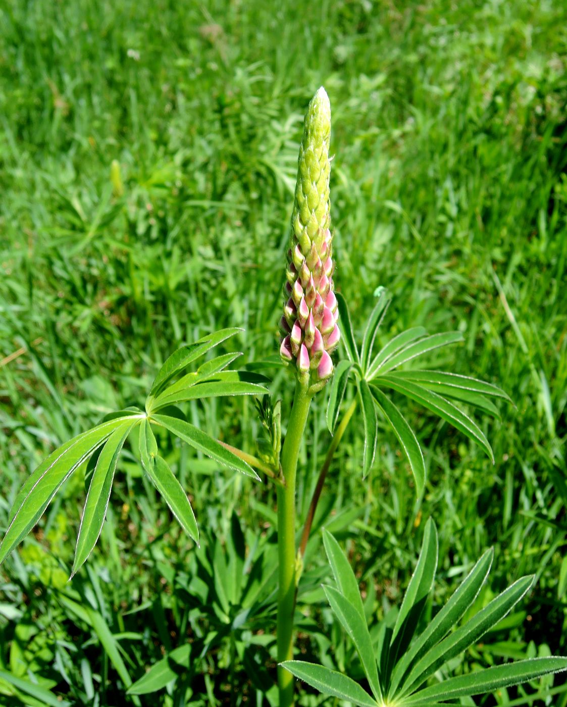 Image of Lupinus polyphyllus specimen.