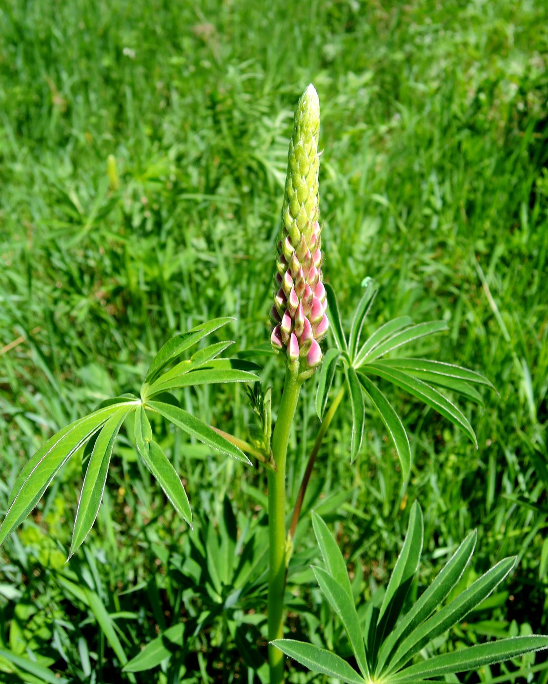 Изображение особи Lupinus polyphyllus.