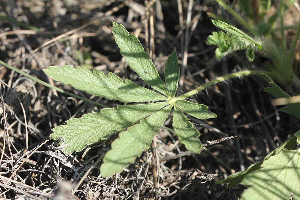 Изображение особи Potentilla callieri.