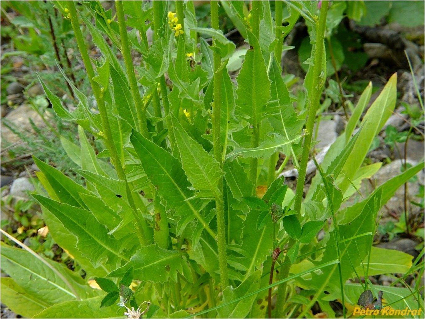 Изображение особи Bunias orientalis.