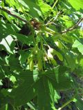 Acer stevenii. Ветвь с незрелыми плодами. Крым, Байдарская яйла. 28 мая 2010 г.