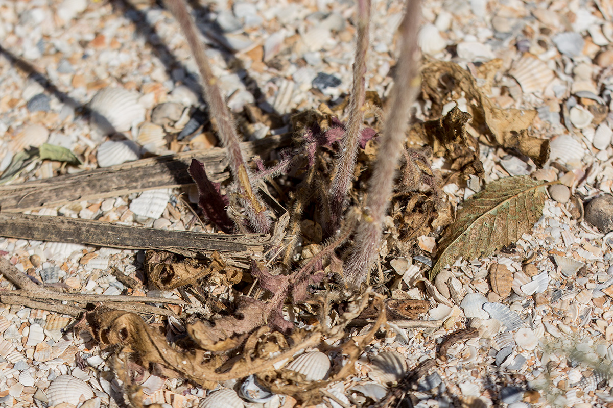 Image of Sisymbrium loeselii specimen.