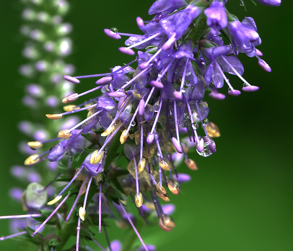Image of Veronica longifolia specimen.