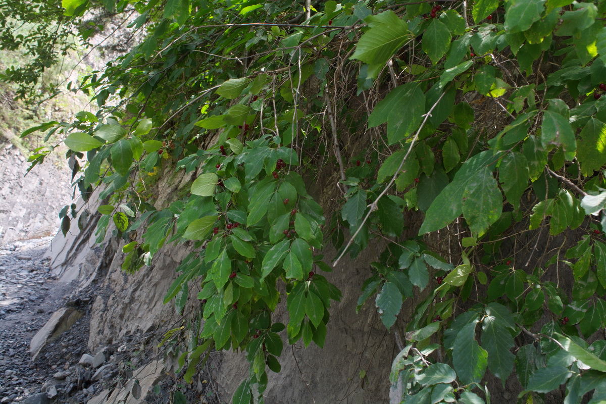 Image of Lonicera steveniana specimen.