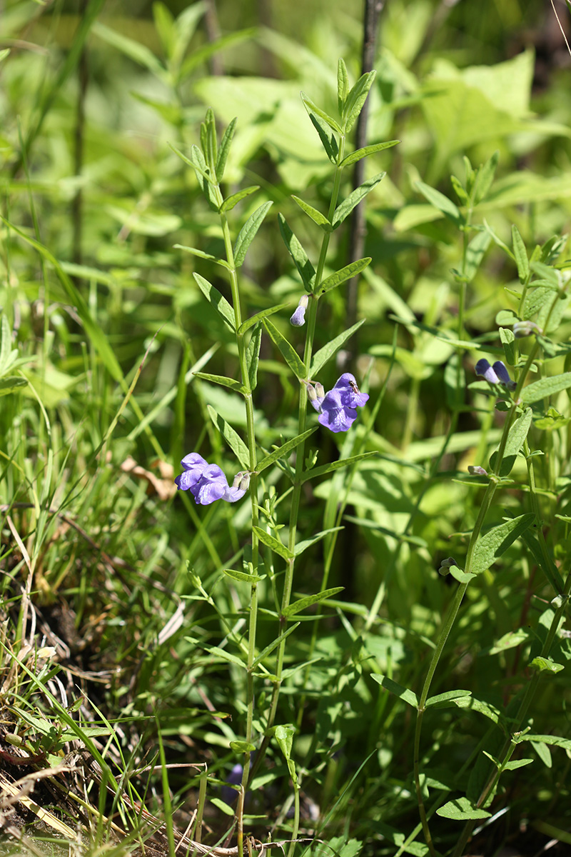 Image of Scutellaria regeliana specimen.