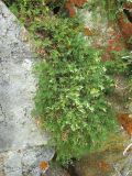 genus Astragalus