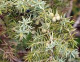 Juniperus oblonga. Часть ветви с незрелыми шишкоягодами. Северная Осетия, Алагирское ущелье, Нарская котловина, окр. пос. Нар, склоны Бокового хребта, 1730 м н.у.м. 07.05.2010.