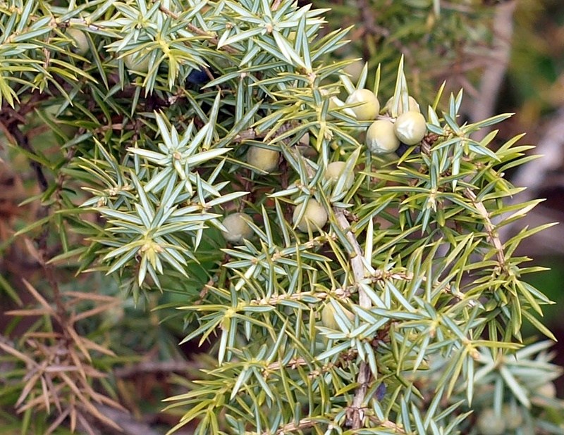 Изображение особи Juniperus oblonga.