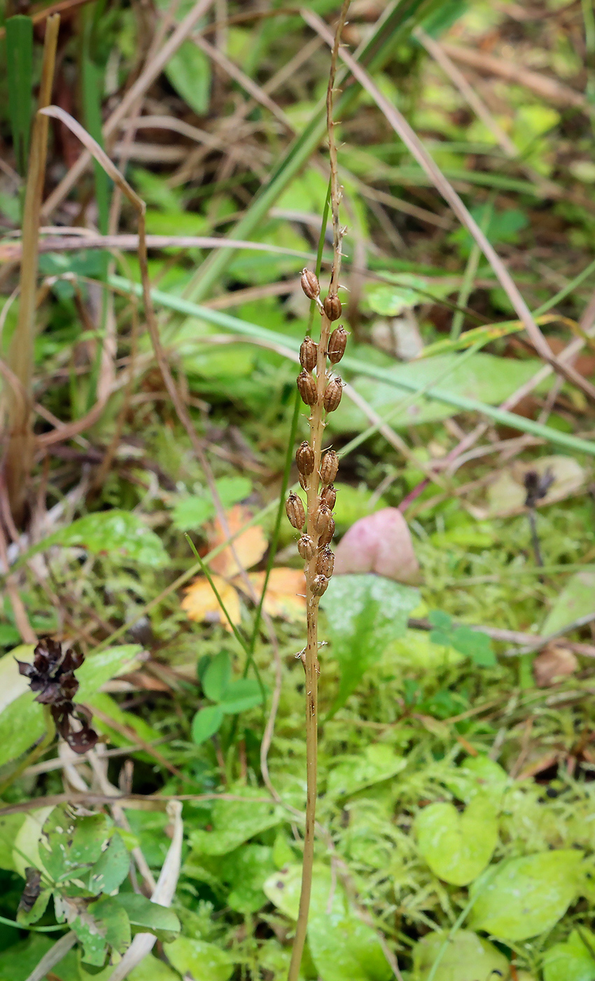 Image of Malaxis monophyllos specimen.