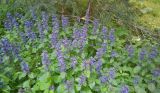 Ajuga reptans