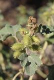 Xanthium orientale