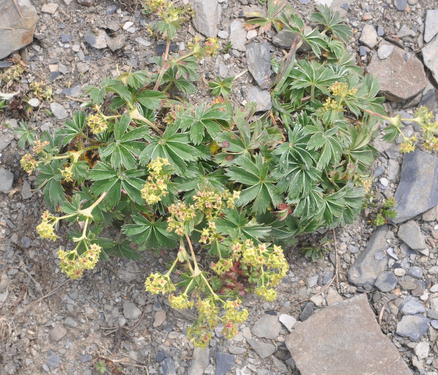 Image of Alchemilla sericea specimen.