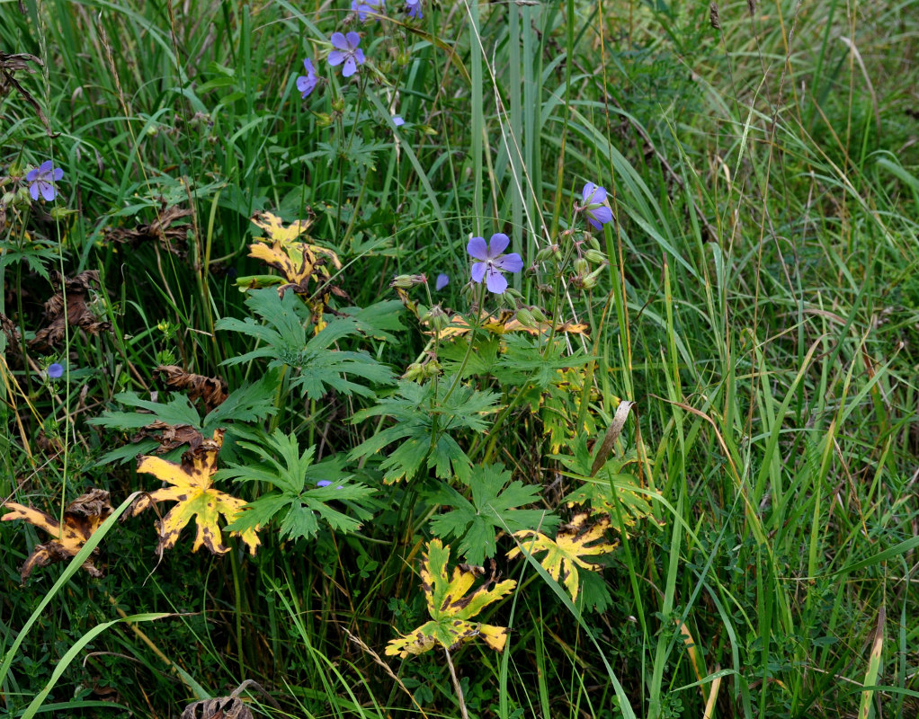 Изображение особи Geranium pratense.