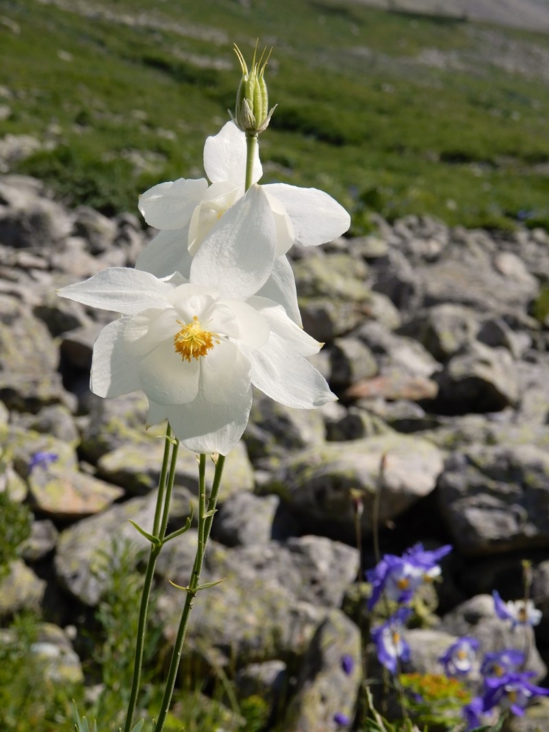 Image of Aquilegia glandulosa specimen.