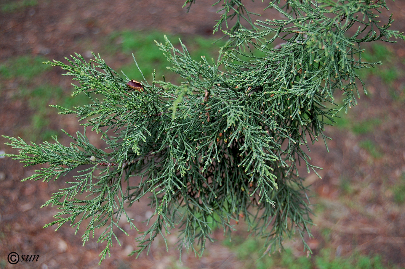 Image of Cupressus guadalupensis specimen.